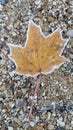 Frozen leaf texture Royalty Free Stock Photo