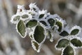 Frozen leaf Royalty Free Stock Photo