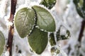 Frozen leaf