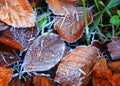 Frozen leafage in grass Royalty Free Stock Photo