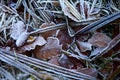 Frozen leafs