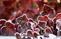 Frozen leafs