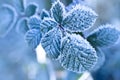 Frozen leafs, close up