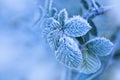 Frozen leafs, closeup