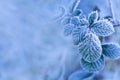 Frozen leafs, closeup