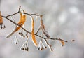 Frozen leafs of linden tree on a branch