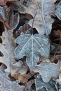 Frozen leafs in my garden, bye autumn, hello winter