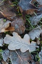 Frozen leafs in my garden, bye autumn, hello winter
