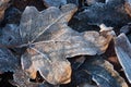 Frozen leafs in my garden, bye autumn, hello winter