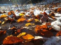 Frozen leafs in snow