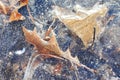 Frozen leaves Royalty Free Stock Photo