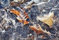 Frozen leaves Royalty Free Stock Photo
