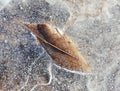 Frozen leaves Royalty Free Stock Photo