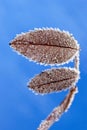 Frozen leaves