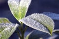 Frozen Leaves