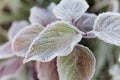 Frozen leaves covered with frost of winter morning, macro nature background Royalty Free Stock Photo