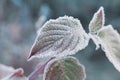 Frozen leaves covered with hoarfrost of winter morning, macro nature background Royalty Free Stock Photo