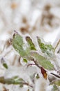 Frozen leaves covered by ice after an ice storm Royalty Free Stock Photo