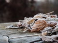 Frozen leaves with frost Tree stump for product display montages. Natural background. Texture background wallpaper Royalty Free Stock Photo