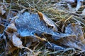 Frozen leaves and grass