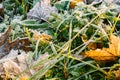 Frozen leaves and green grass, natural background Royalty Free Stock Photo