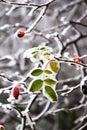 Frozen leaves Royalty Free Stock Photo