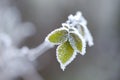 Frozen leaves