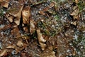 Frozen Leaves in a Puddle Royalty Free Stock Photo