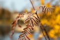 The frozen leaves of rowan at sunny autumn morning Royalty Free Stock Photo