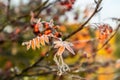 The frozen leaves of rowan at sunny autumn morning Royalty Free Stock Photo