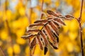 The frozen leaves of rowan at sunny autumn morning Royalty Free Stock Photo