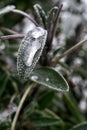 Frozen leaves of sage (salvia, Folium Salviae) with frozen dew drop Royalty Free Stock Photo