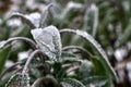 Frozen leaves of sage (salvia, Folium Salviae) with frozen drop of water.