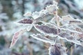 Frozen leaves in winter Royalty Free Stock Photo