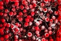 Frozen lingonberry fruits of Vaccinium vitis-idaea