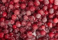 Frozen Lingonberry, Iced Cowberry, Snow Cranberry, Red Viburnum Berries, Frozen Lingonberry