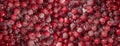 Frozen Lingonberry, Iced Cowberry, Snow Cranberry, Red Viburnum Berries, Frozen Lingonberry