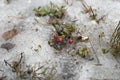 Frozen lingonberry from last summer in melting snow