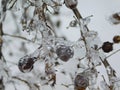 Frozen Little Berries