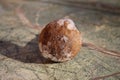 Frozen little Boletud Edulis on the table Royalty Free Stock Photo