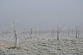 Frozen little fruit trees in a misty winter landscape