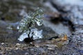 Frozen little plant Royalty Free Stock Photo