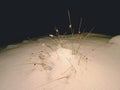 Frozen llong stalk of grass covered by heavy snow. Winter walk within night Royalty Free Stock Photo