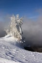 Frozen lonely tree