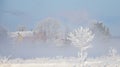 Frozen lonely tree in extremely cold weather