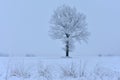 Frozen lonely tree on a field