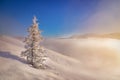 Frozen lonely tree in the morning in Tatra mountain.