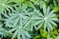 Frozen lupine leafs Lupinus polyphyllus with rain drops background. Lupine plant before flowers, green star shaped leaves, Royalty Free Stock Photo