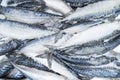 Frozen mackerel background. Frozen group of fish. Iced fish. Heap of mackerel. Mackerel pattern. Mackerel texture. Fish background