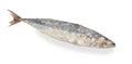 Frozen mackerel fish isolated on white background. Top view